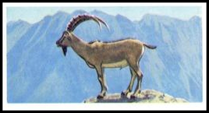 18 Cretan Wild Goat or Agrimi